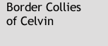 Border Collies                     of Celvin